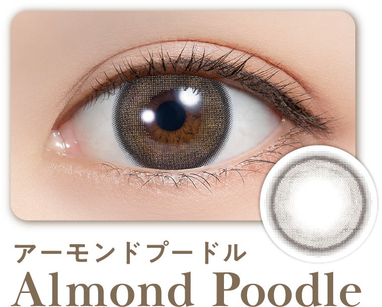 アーモンドプードル Almond Poodle