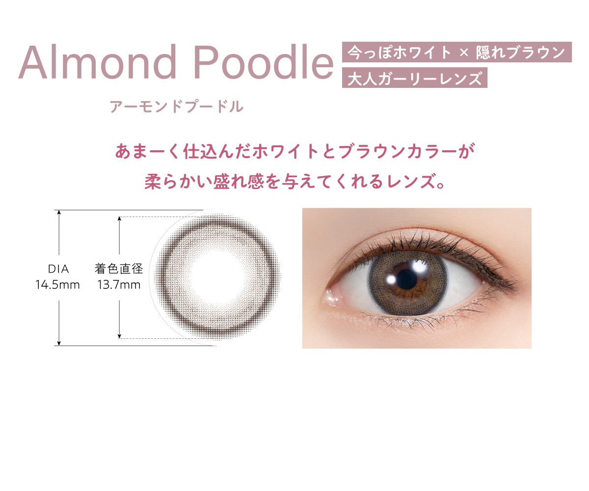 Almond Poodle(アーモンドプードル)